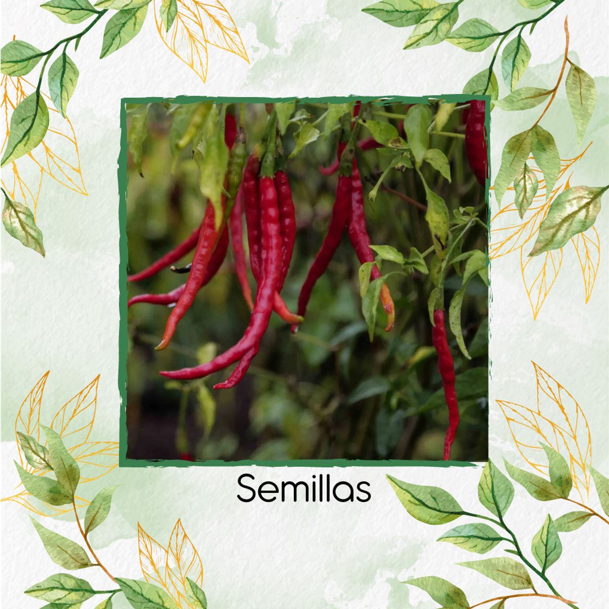 GENERICO - Kit Completo De Fertilizantes Para Ají De Árbol