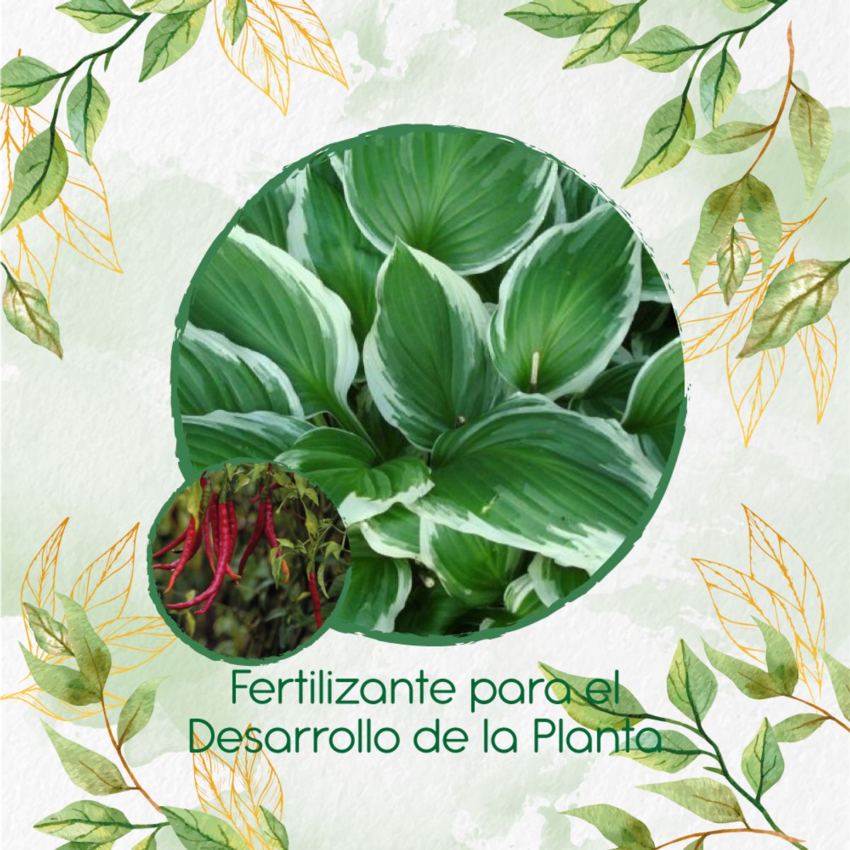 GENERICO - Fertilizante Para El Desarrollo De Ají De Árbol