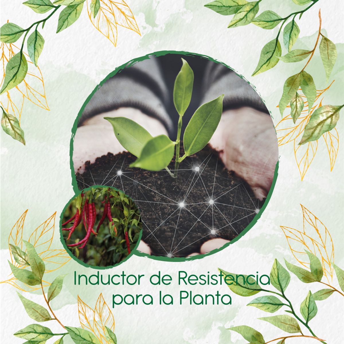 GENERICO - Fertilizante Inductor De Resistencia Para Ají De Árbol