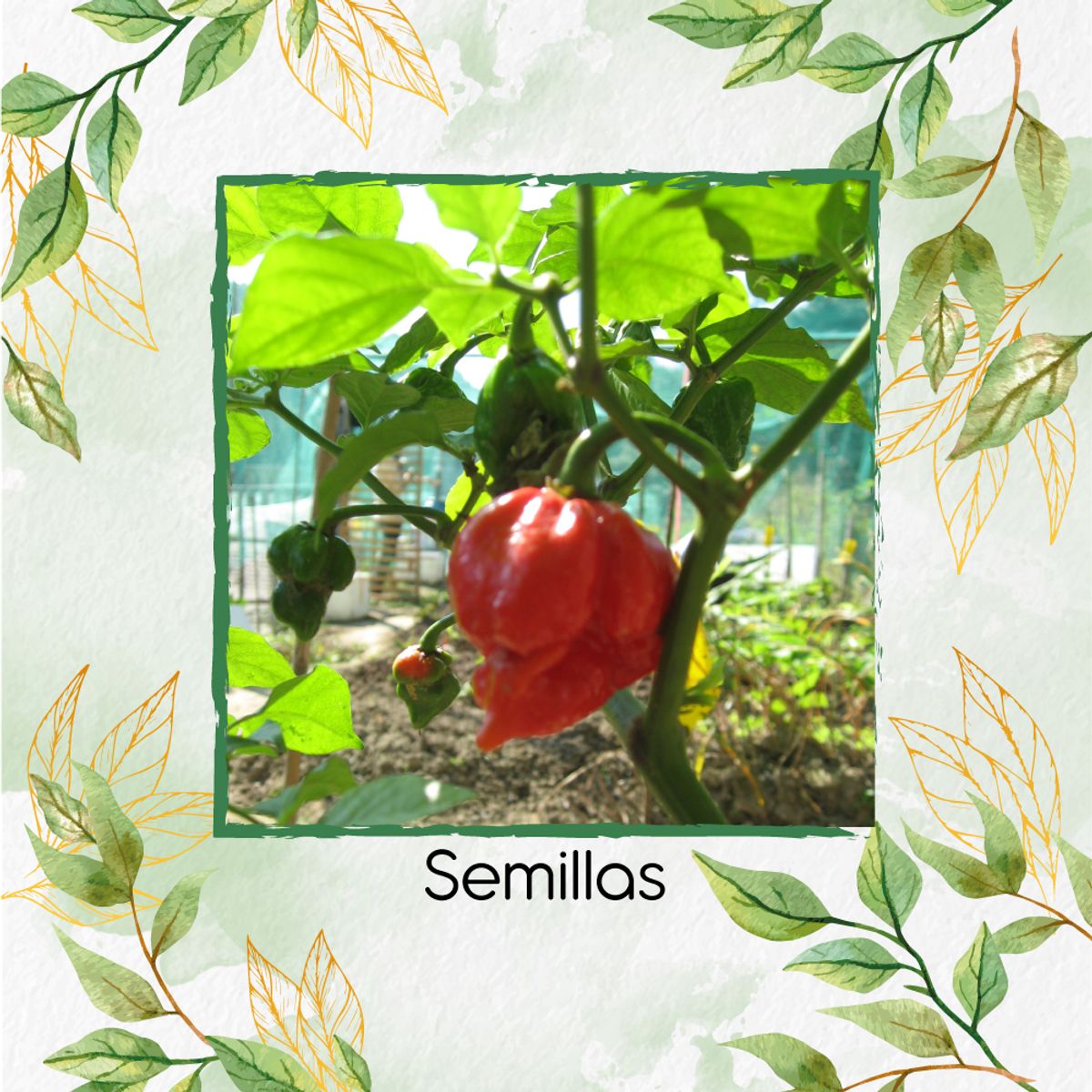 GENERICO - 10 Semillas Orgánicas De Ají Escorpions