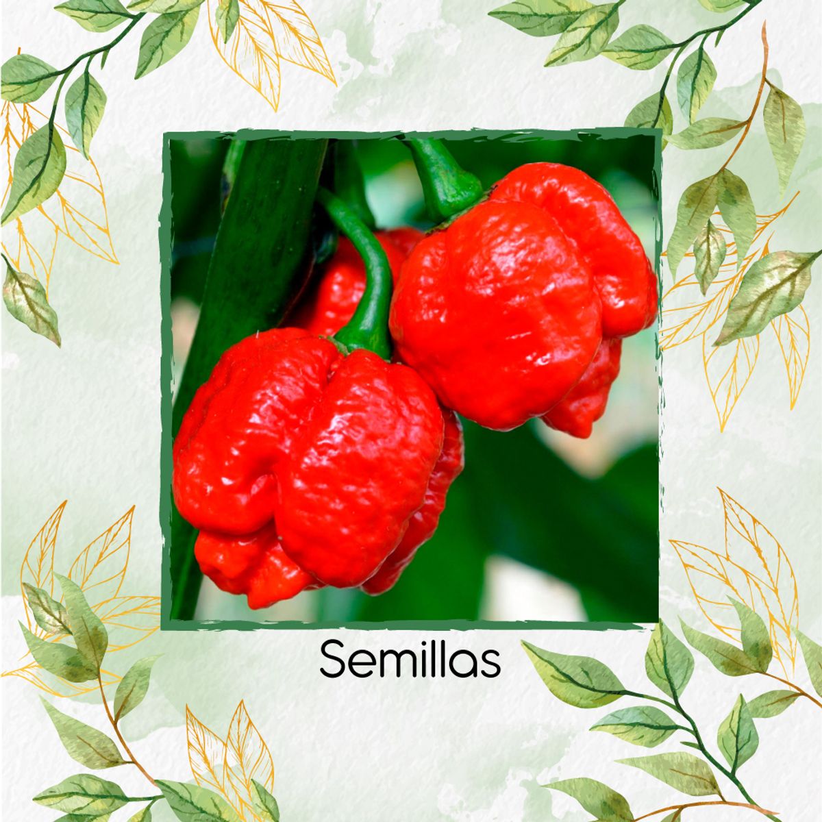 GENERICO - Fertilizante Para La Producción De Ají Escorpions