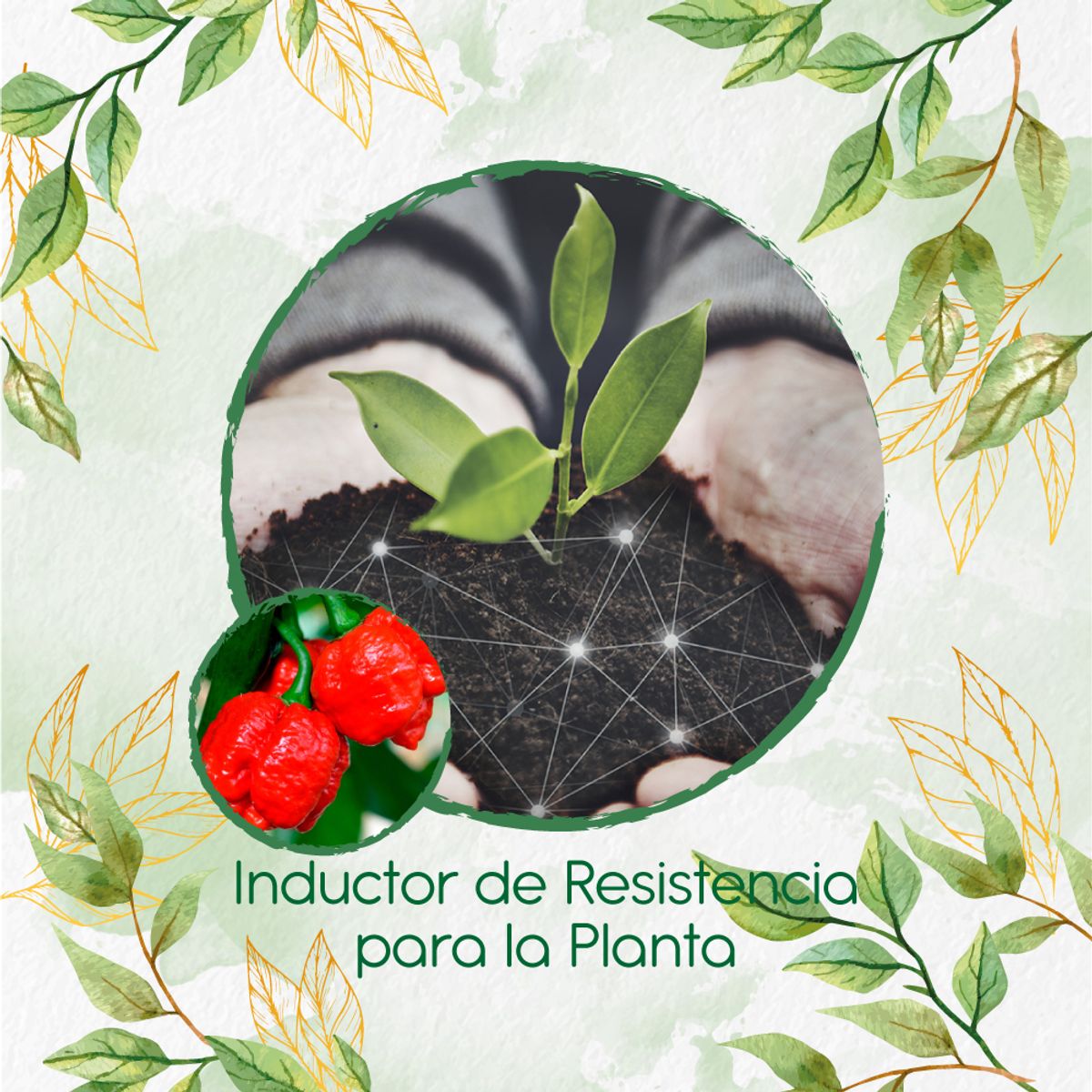 GENERICO - Fertilizante Inductor De Resistencia Para Ají Escorpions