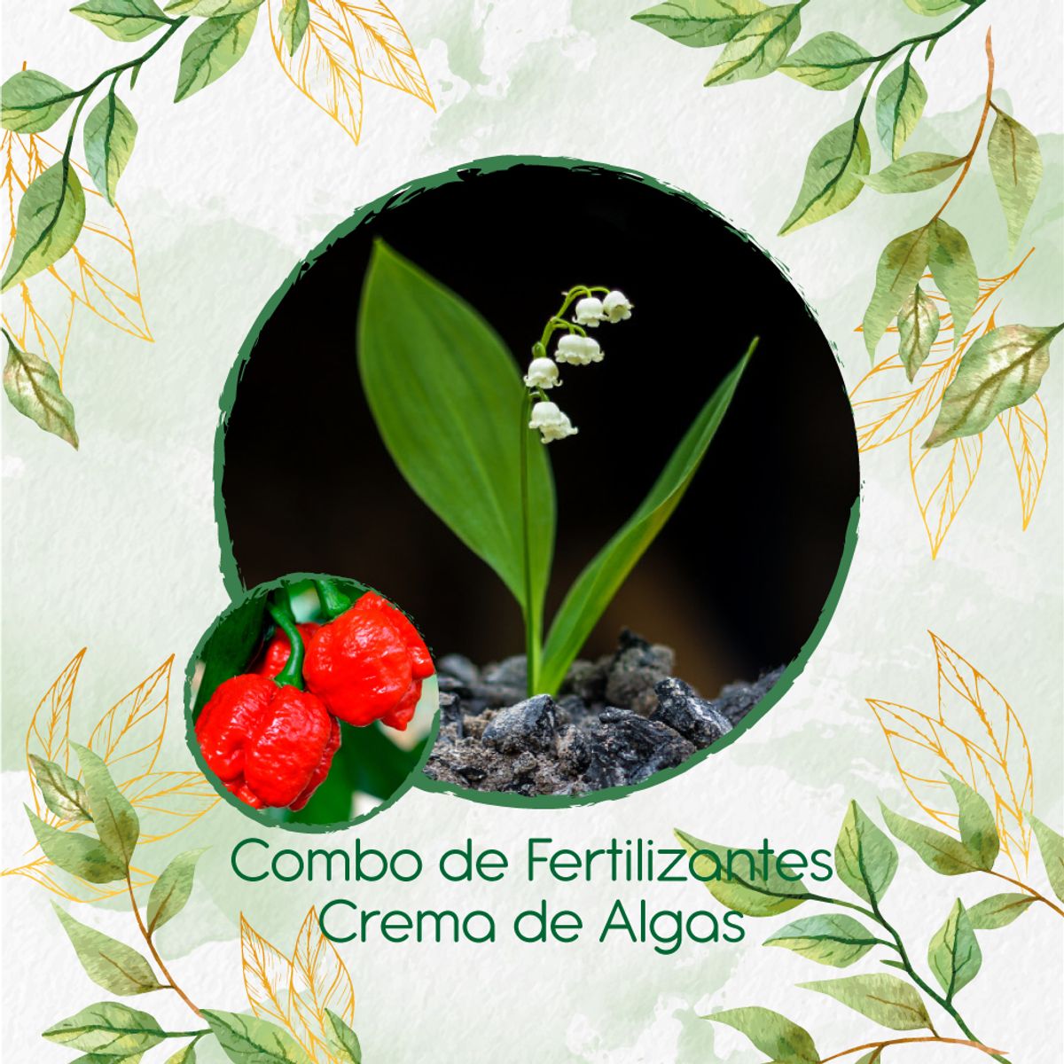 GENERICO - Combo De Fertilizantes Crema De Algas Para Ají Escorpions