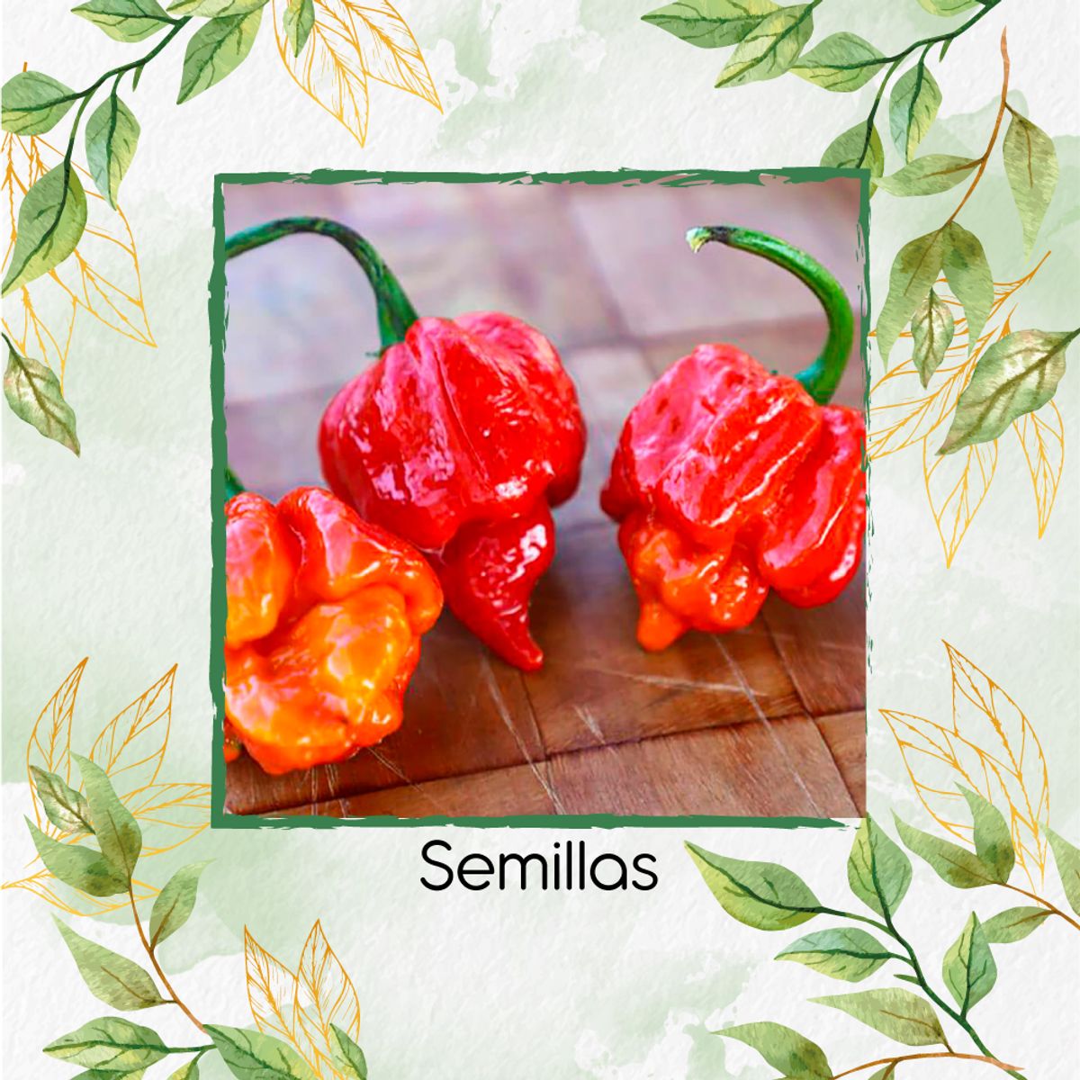 GENERICO - Kit Completo De Fertilizantes Para Ají Escorpions