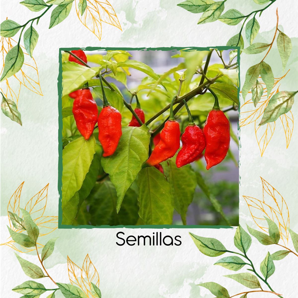 GENERICO - 10 Semillas Orgánicas De Ají Ghost