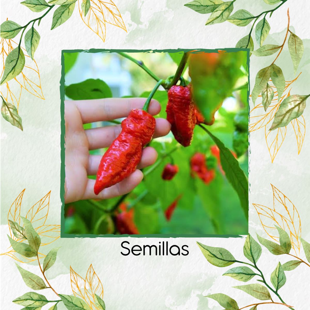 GENERICO - 40 Semillas De Ají Ghost + Kit De Producción