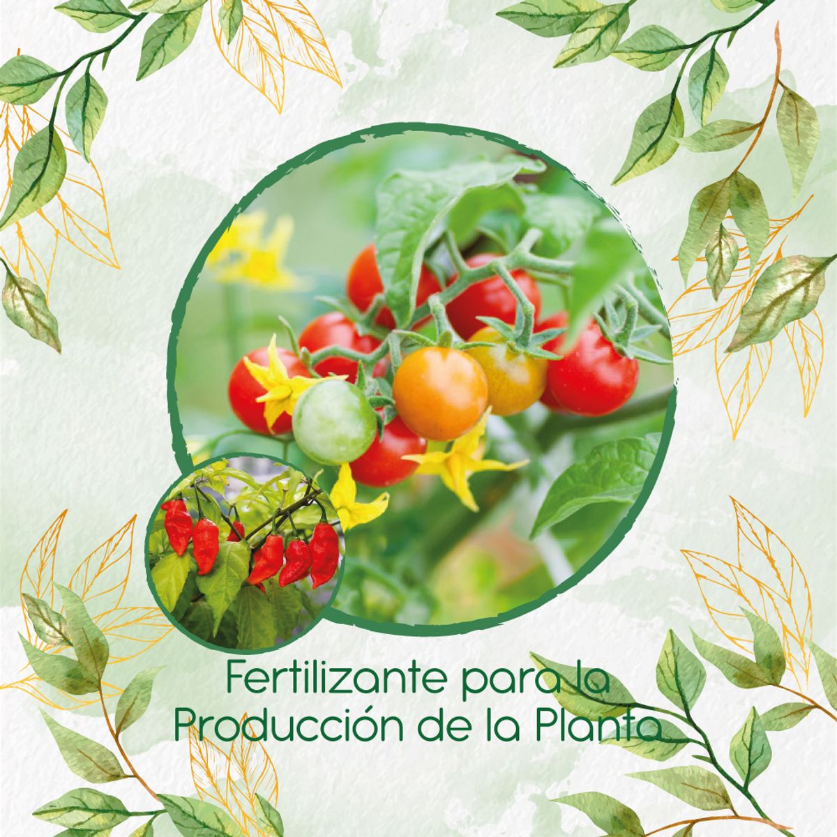 GENERICO - Fertilizante Para La Producción De Ají Ghost