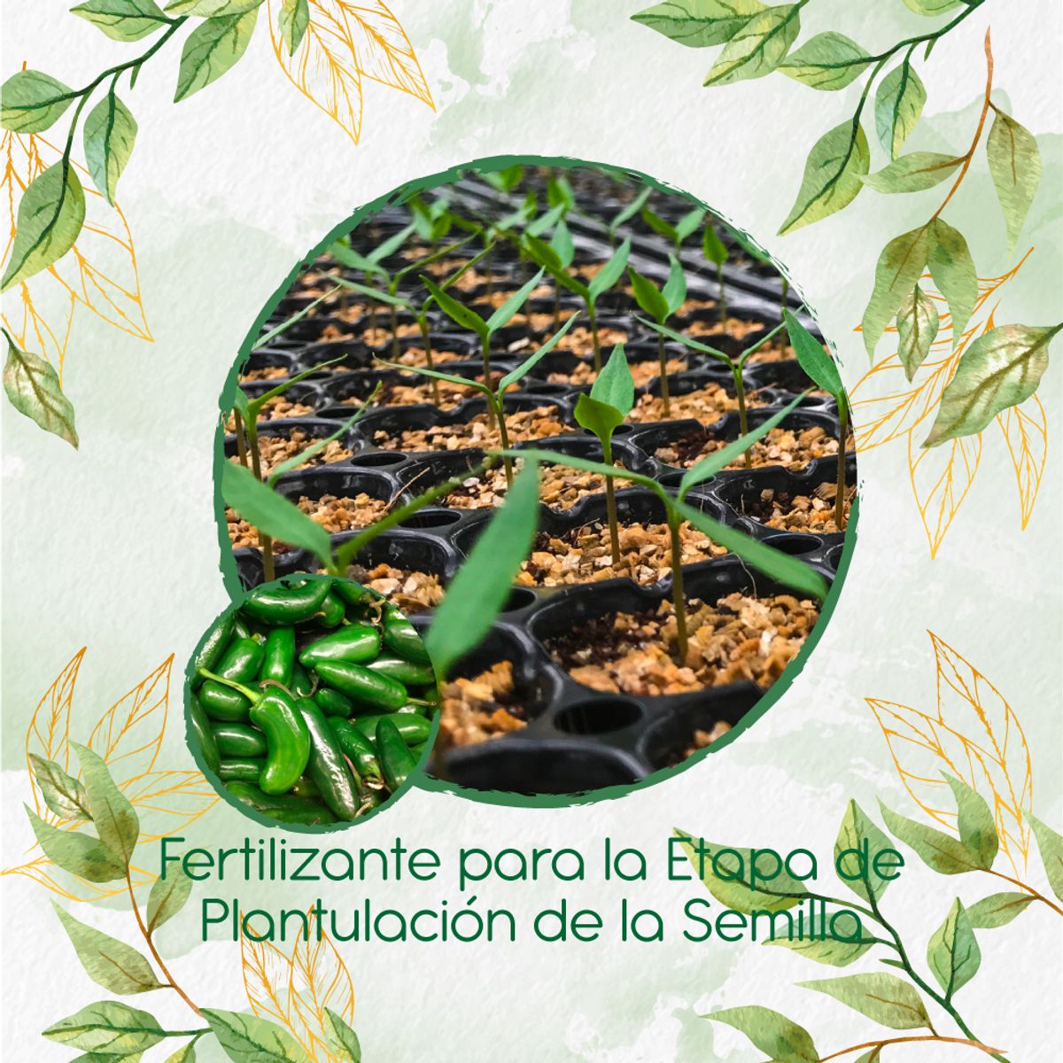 GENERICO - Fertilizante De Plantulación Para Ají Jalapeño