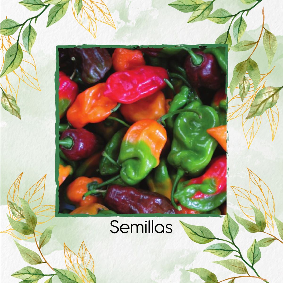 GENERICO - 10 Semillas Orgánicas De Ají Habanero Colores