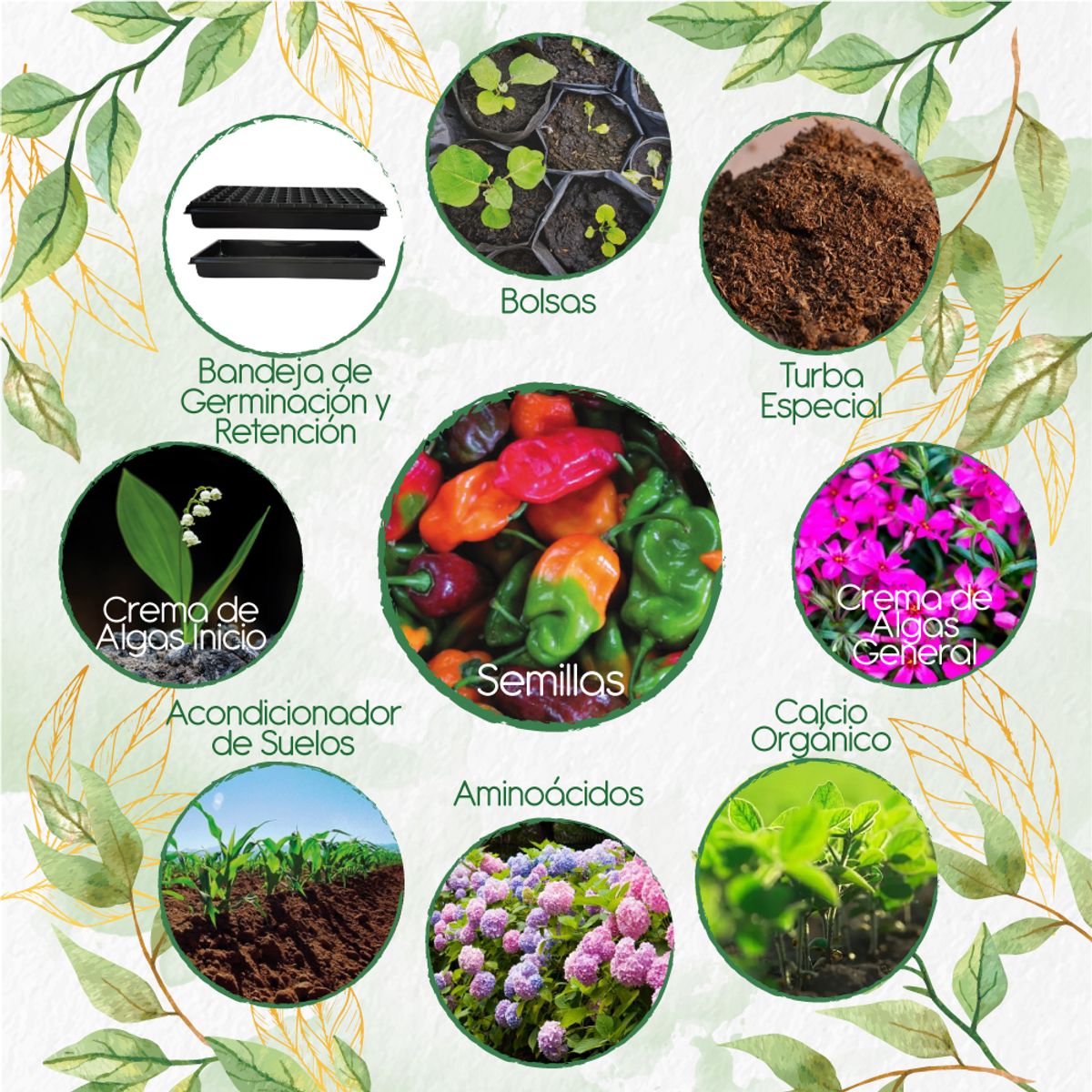 GENERICO - 20 Semillas De Ají Habanero Colores + Kit Orgánico