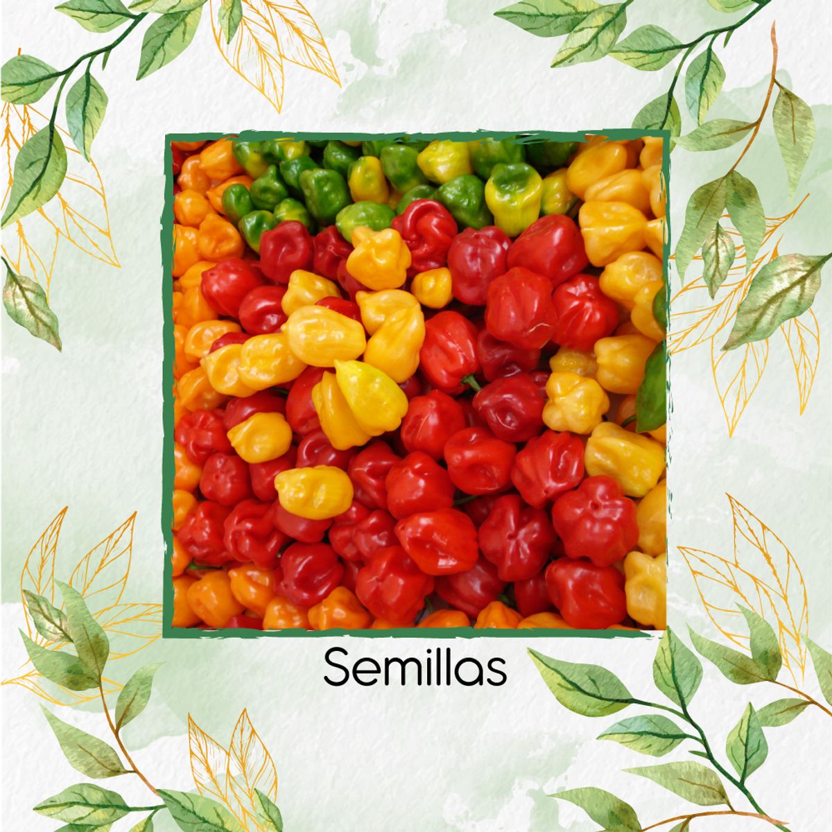 GENERICO - 20 Semillas De Ají Habanero Colores + Kit Orgánico