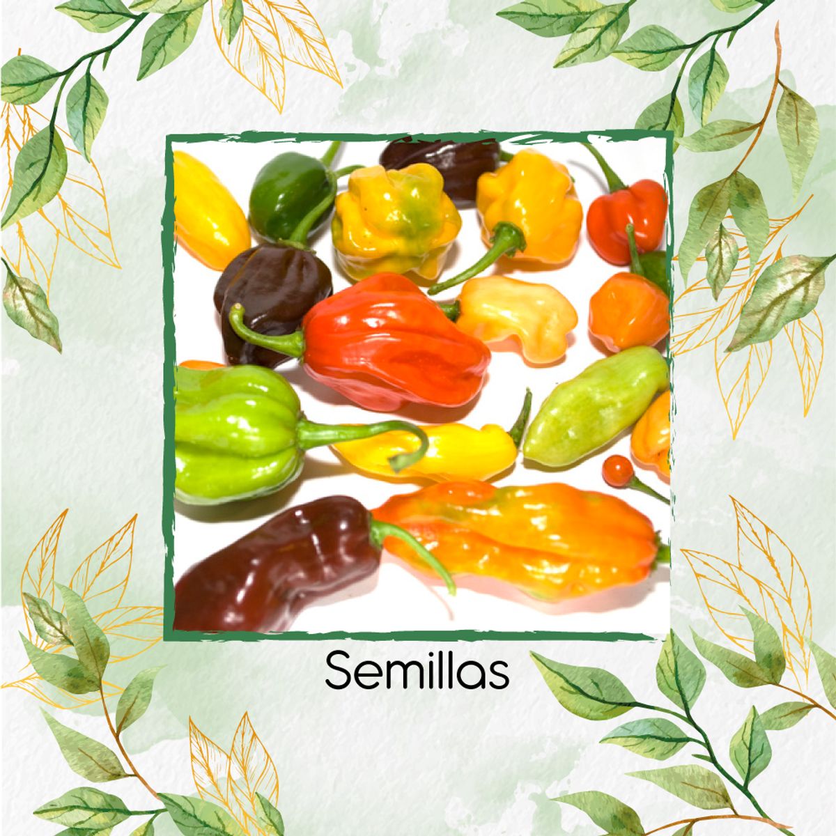GENERICO - 10 Semillas Orgánicas De Ají Habanero Colores + Kit De Germinación