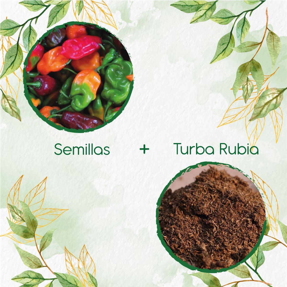 GENERICO - 20 Semillas De Ají Habanero Colores + Turba De Germinación