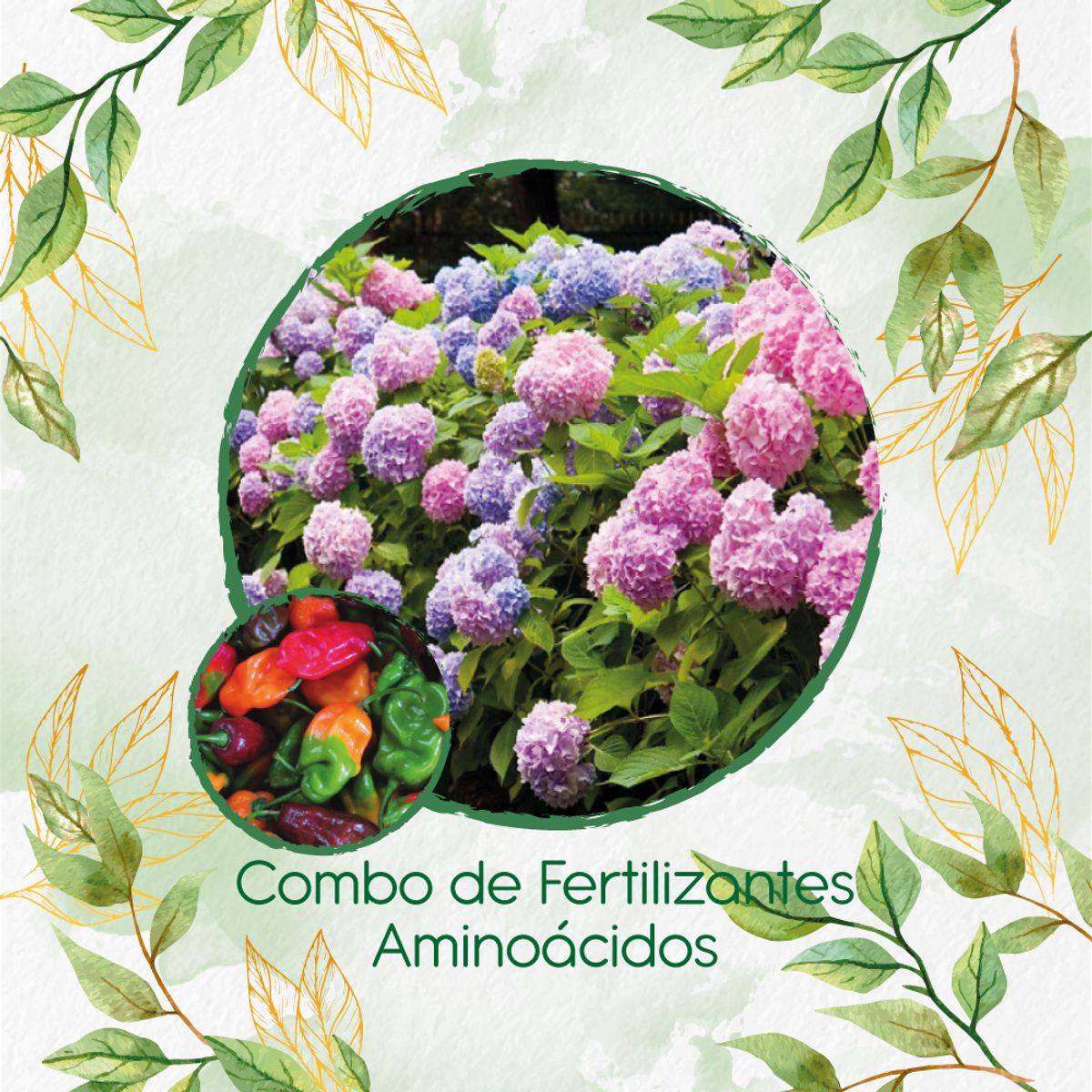 GENERICO - Combo De Fertilizantes Aminoácidos Para Ají Habanero Colores