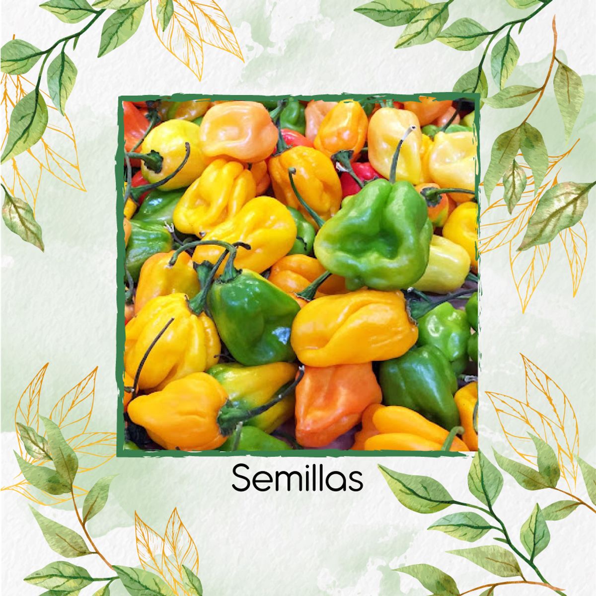 GENERICO - Fertilizante Para El Crecimiento De Ají Habanero Colores