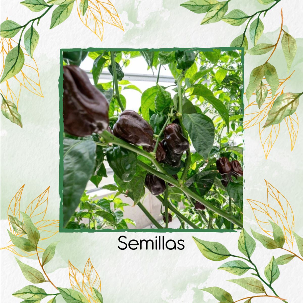 GENERICO - 20 Semillas De Ají Habanero Chocolate + Kit Completo De Germinación