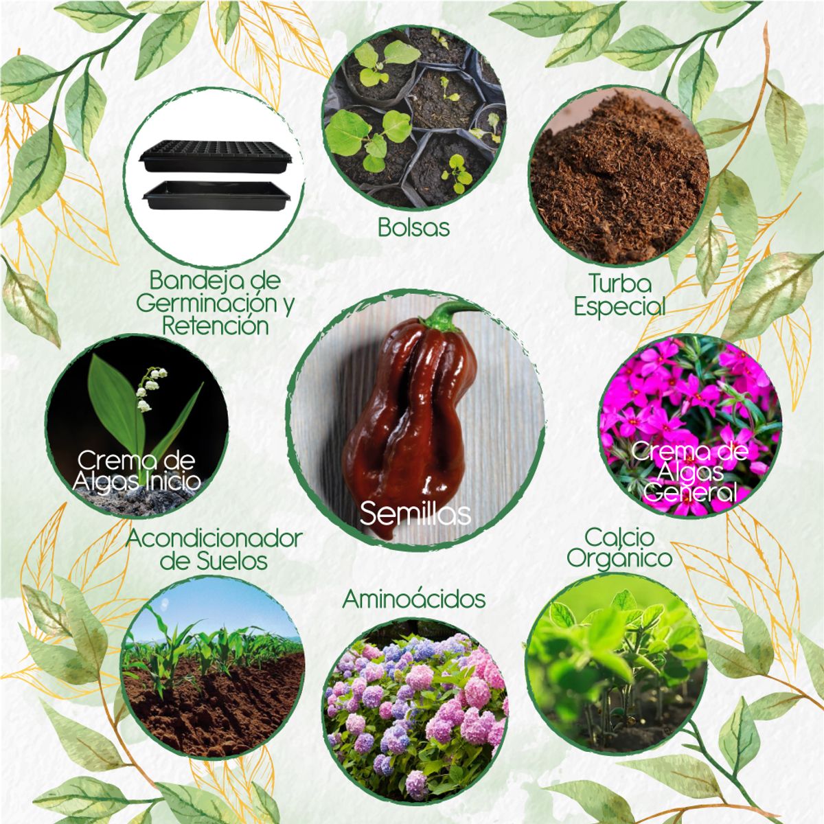 GENERICO - 20 Semillas De Ají Habanero Chocolate + Kit Orgánico