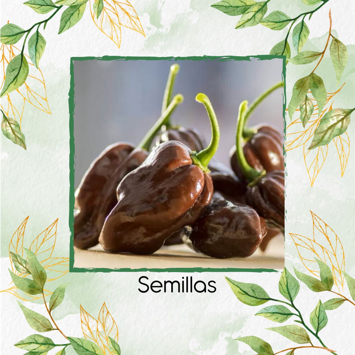 GENERICO - 20 Semillas De Ají Habanero Chocolate + Kit Orgánico