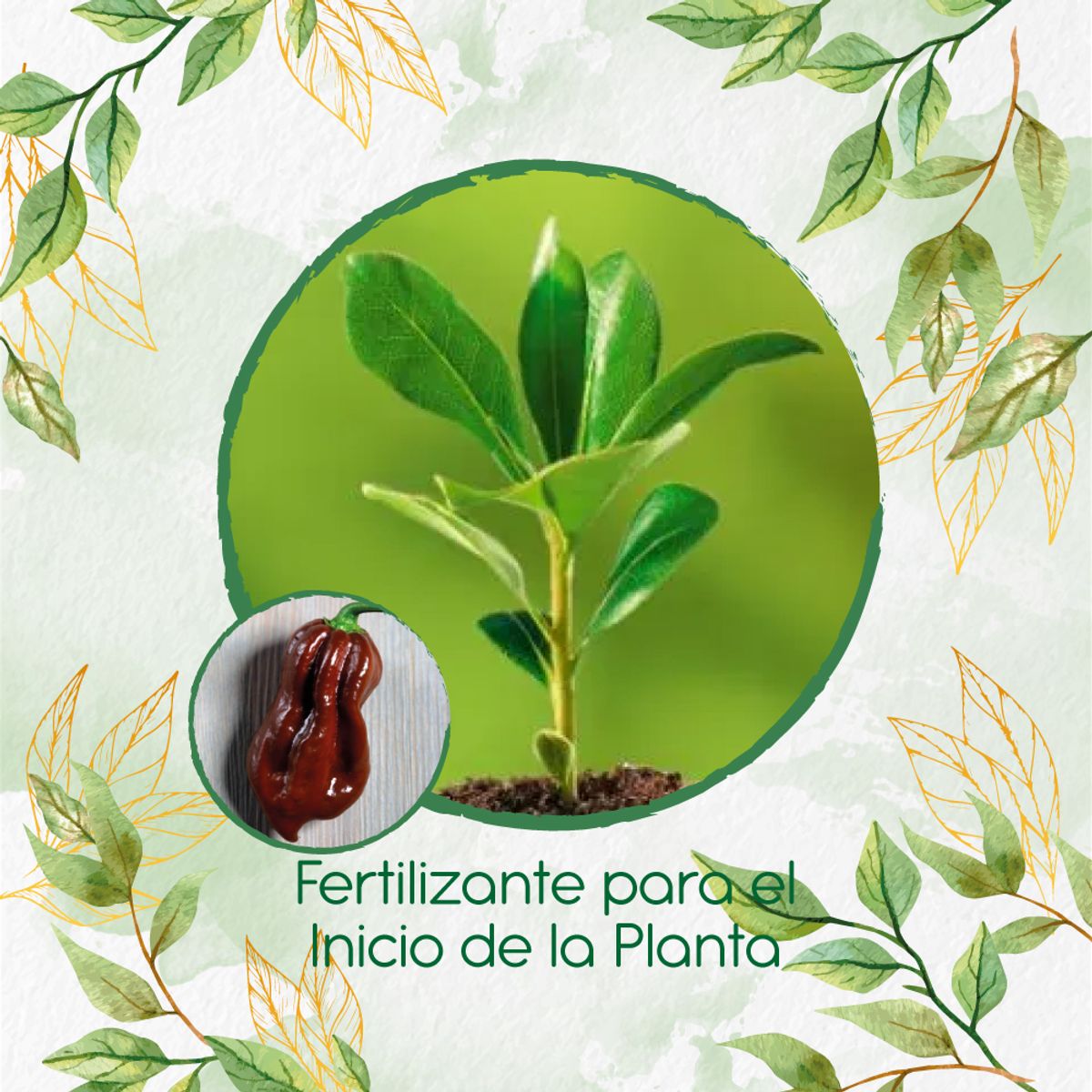 GENERICO - Fertilizante Para El Inicio De Ají Habanero Chocolate