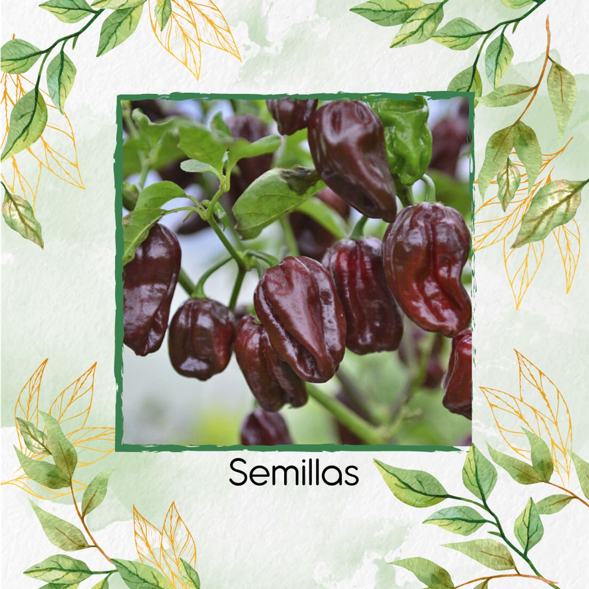 GENERICO - Fertilizante Para El Inicio De Ají Habanero Chocolate