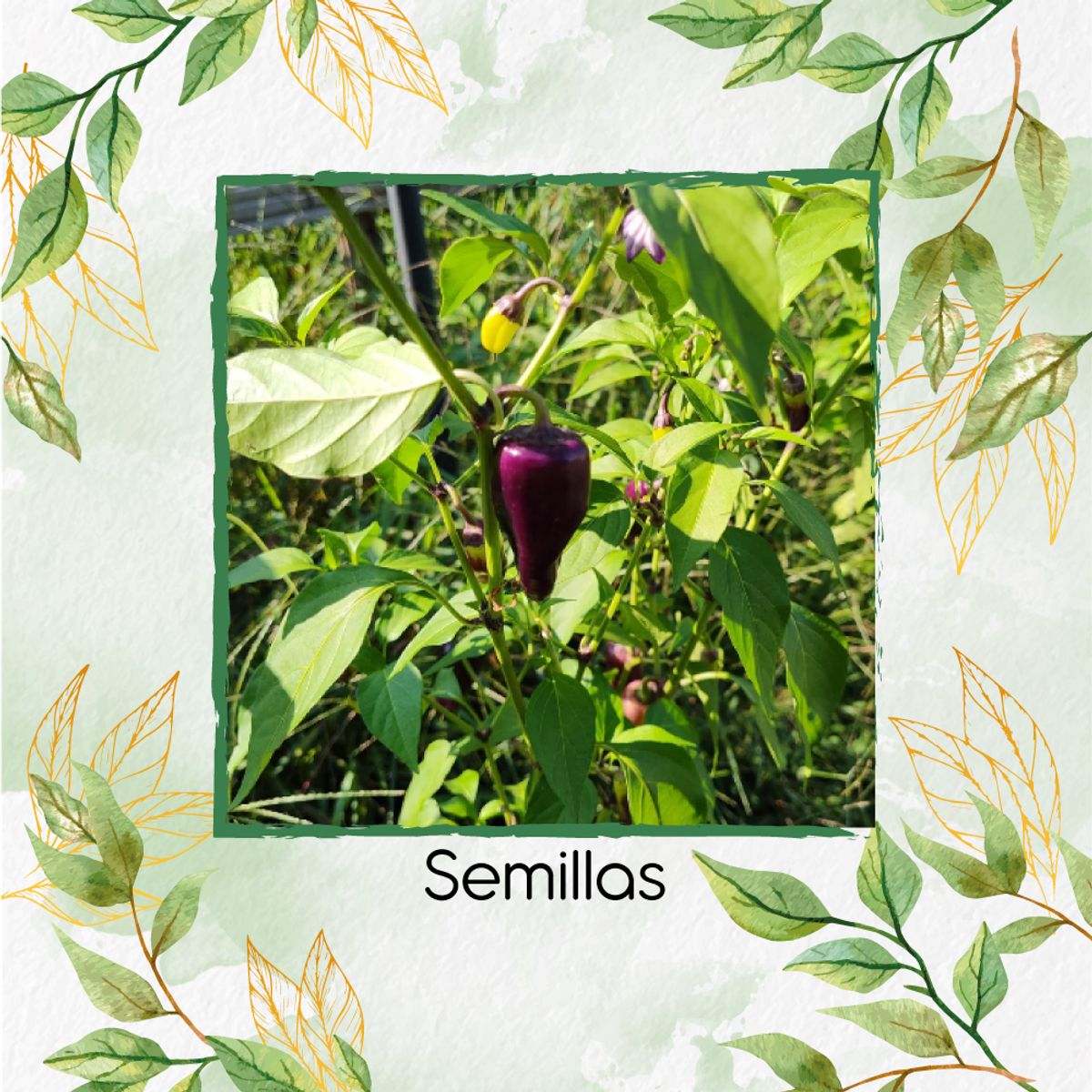 GENERICO - 40 Semillas De Ají Habanero Morado + Kit De Producción
