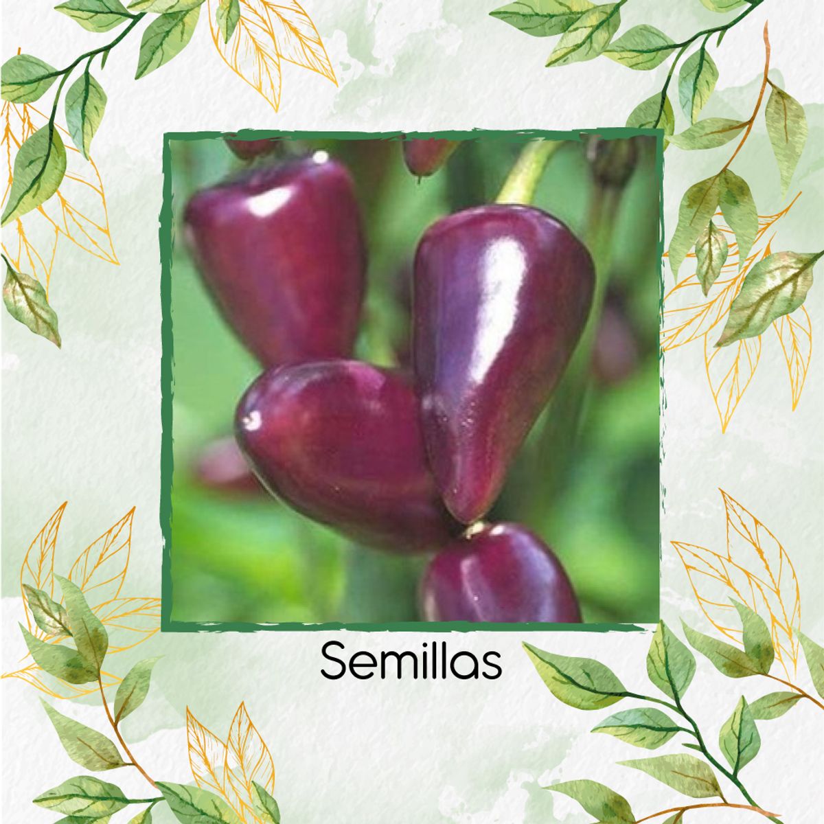 GENERICO - Fertilizante Para El Crecimiento De Ají Habanero Morado