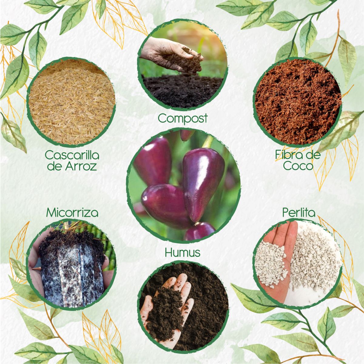 GENERICO - Kit De Acondicionadores De Suelos Para Ají Habanero Morado