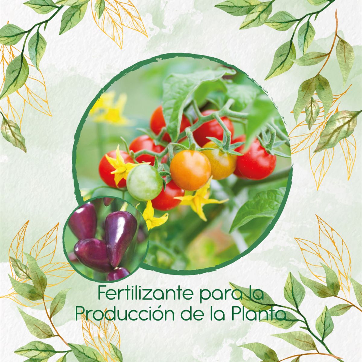 GENERICO - Fertilizante Para La Producción De Ají Habanero Morado