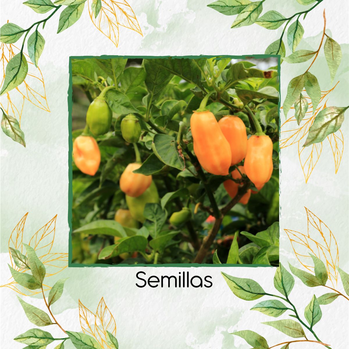 GENERICO - 40 Semillas De Ají Habanero Naranja + Kit De Germinación Especial