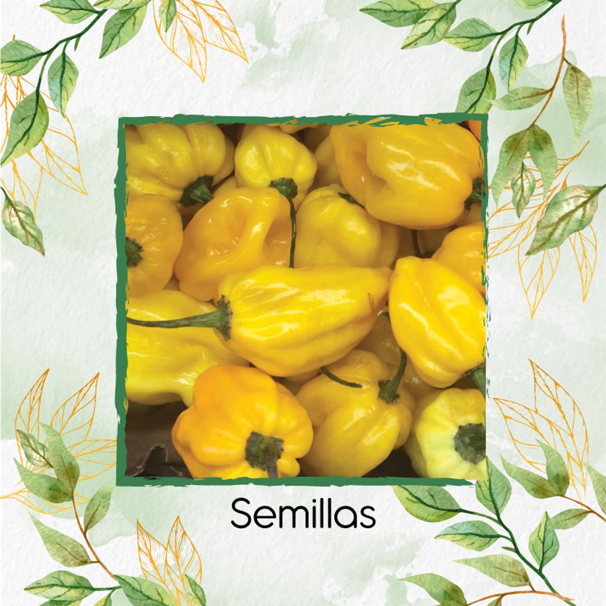 GENERICO - 10 Semillas Orgánicas De Ají Habanero Limón Picante