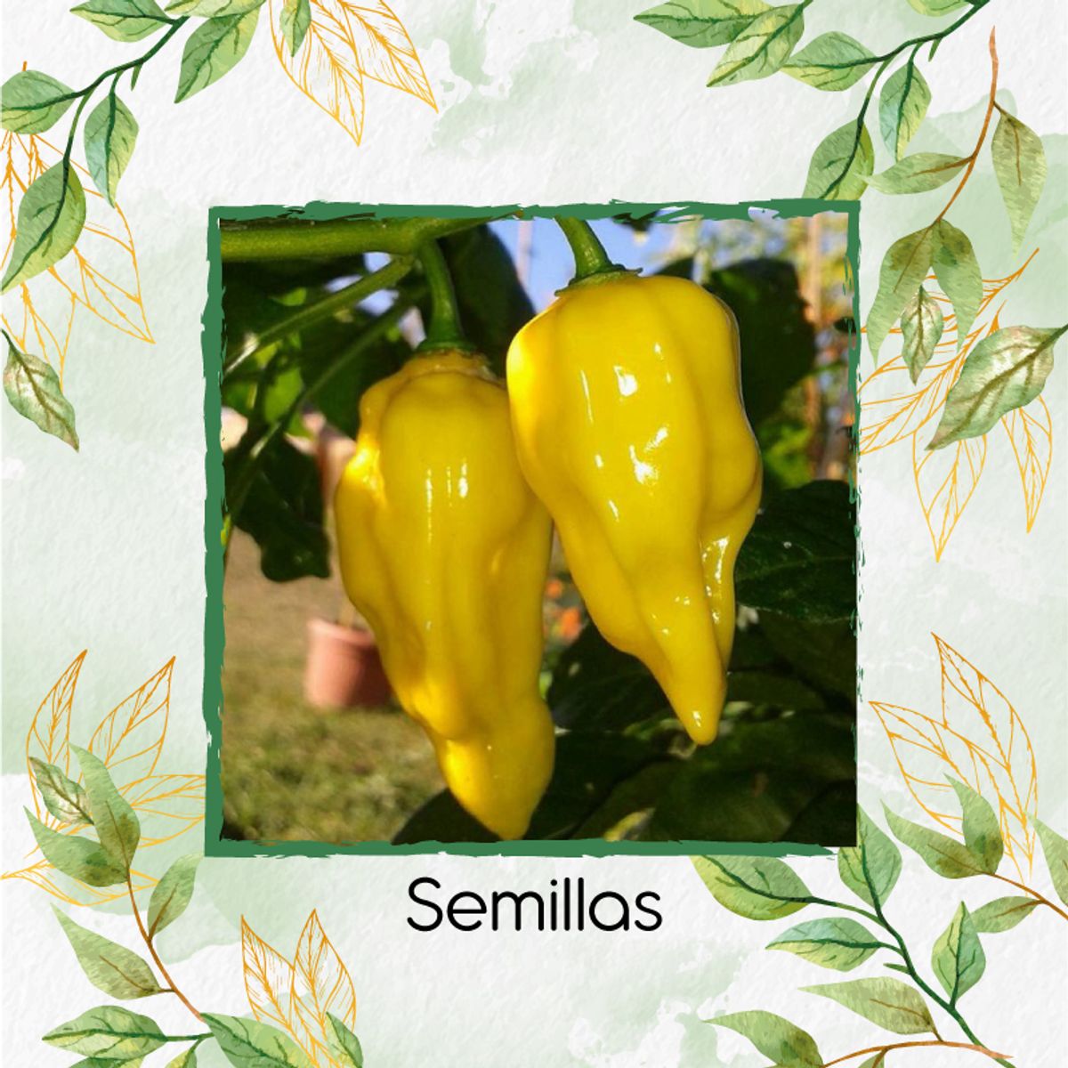 GENERICO - 10 Semillas Orgánicas De Ají Habanero Limón Picante