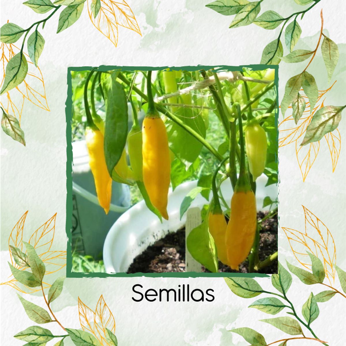 GENERICO - 20 Semillas De Ají Habanero Limón + Kit Orgánico