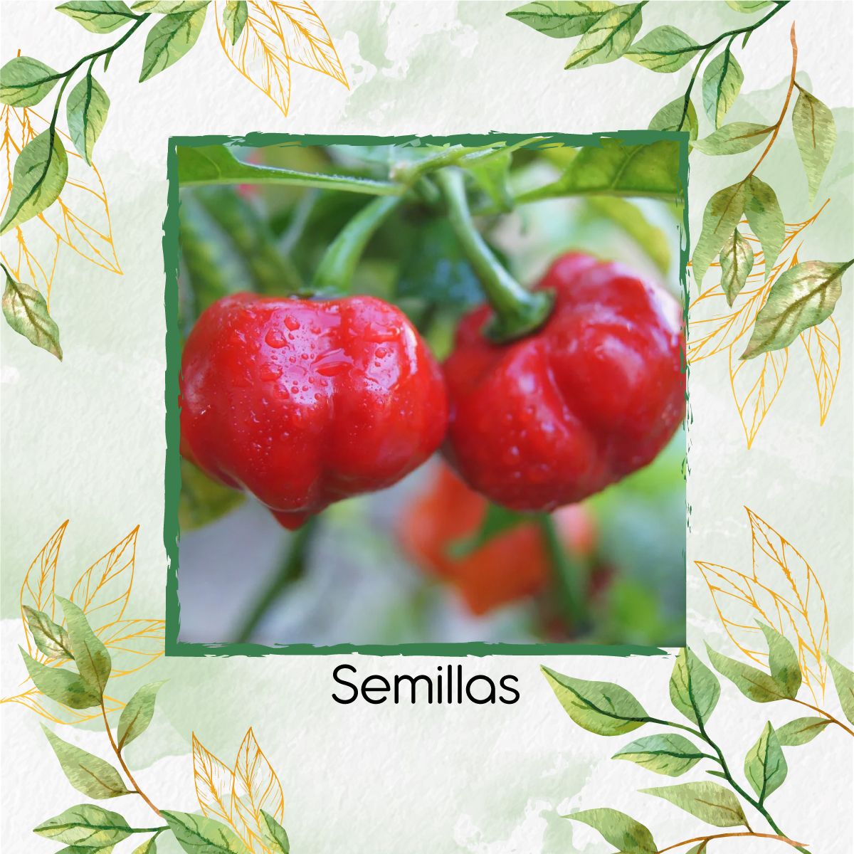 GENERICO - 20 Semillas De Ají Habanero Rojo + Kit Completo De Germinación