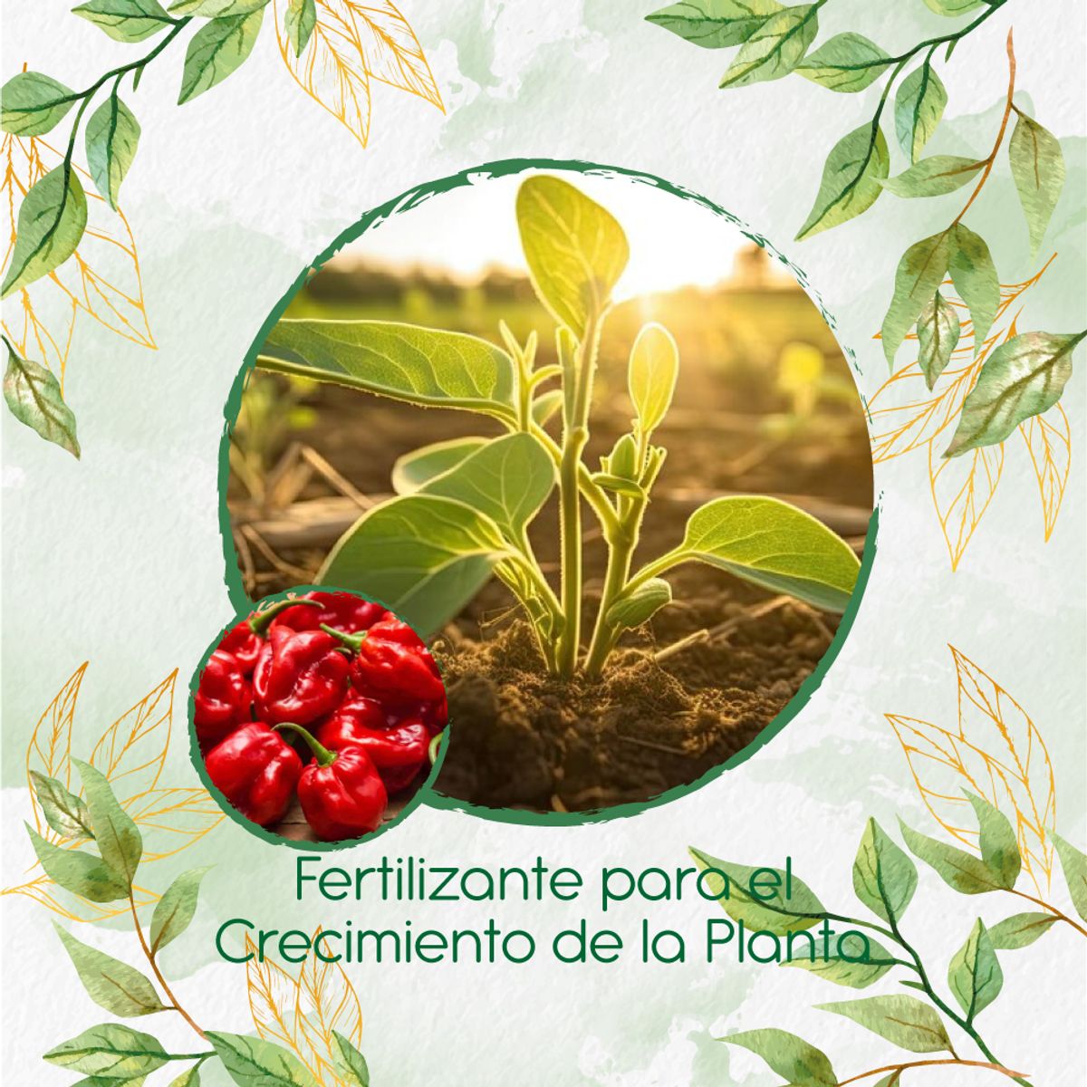GENERICO - Fertilizante Para El Crecimiento De Ají Habanero Rojo