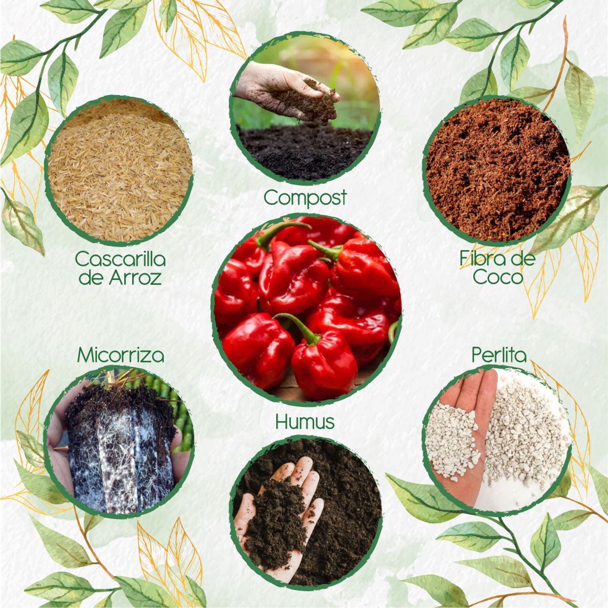 GENERICO - Kit De Acondicionadores De Suelos Para Ají Habanero Rojo