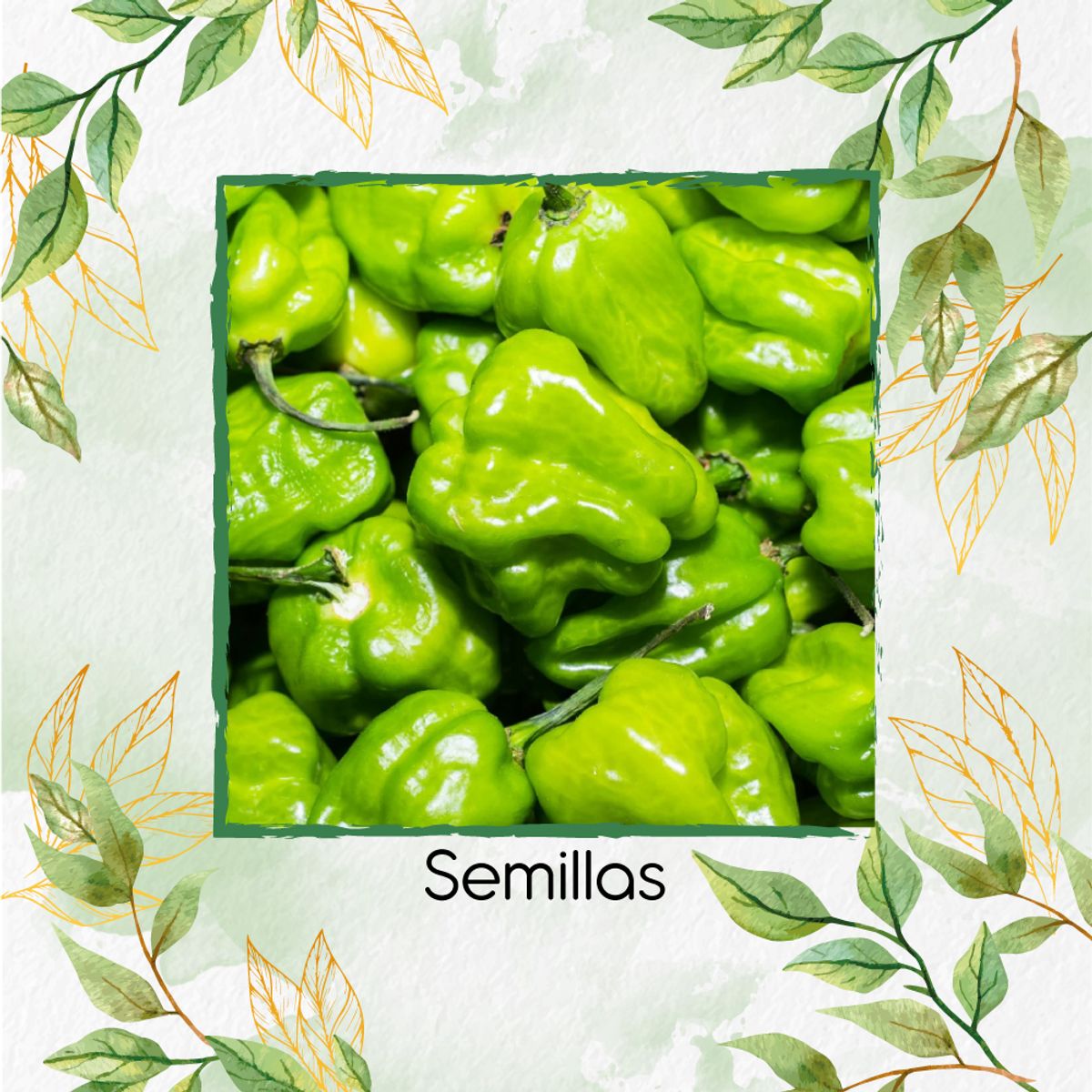 GENERICO - 20 Semillas Orgánicas De Ají Habanero Verde