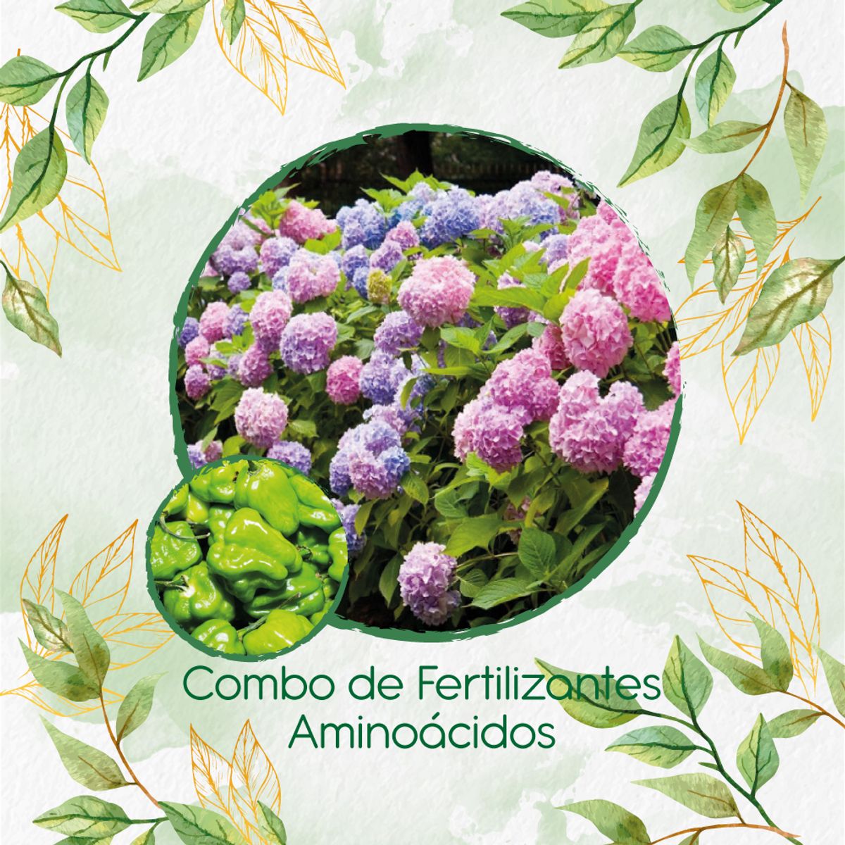 GENERICO - Combo De Fertilizantes Aminoácidos Para Ají Habanero Verde