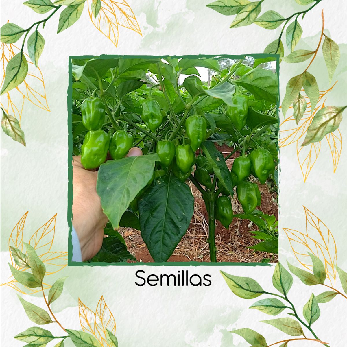 GENERICO - Combo De Fertilizantes Aminoácidos Para Ají Habanero Verde