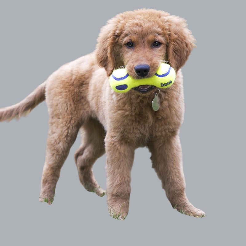 KONG COMPANY - KONG AirDog Mancuerna Juguete Perro talla M