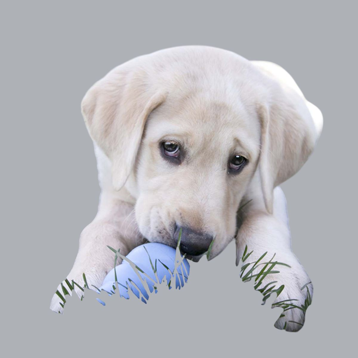 KONG COMPANY - KONG Puppy Portapasabocas Colores Surtidos talla M