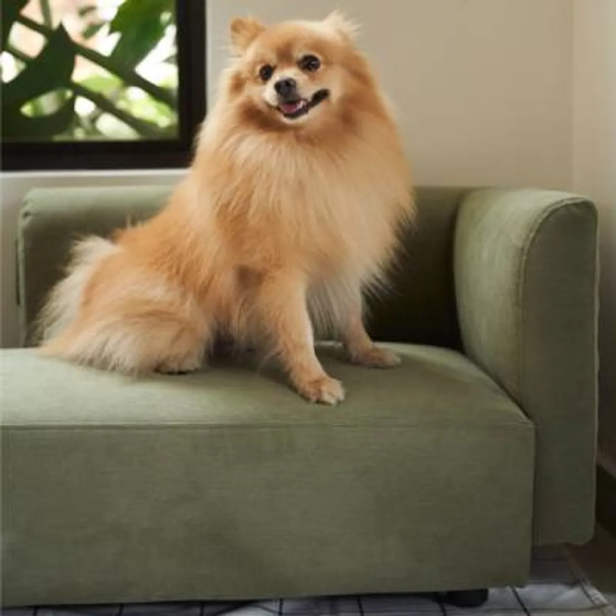 ENMADERA - Sofa Pet Pinar Color Oliva