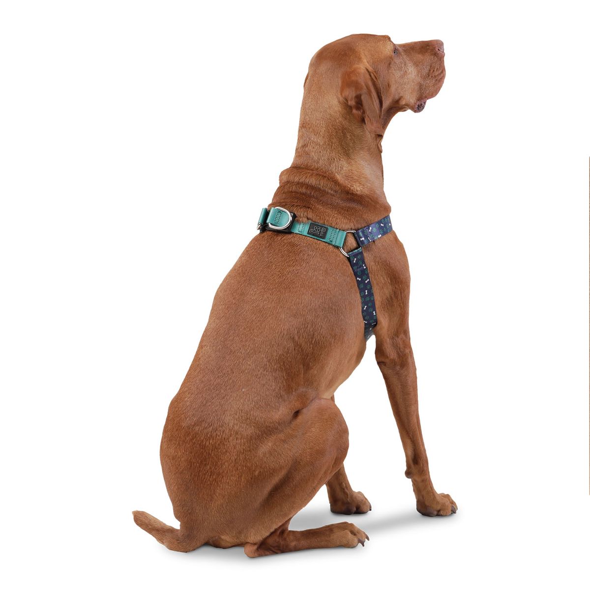 TOTTO - Arnés Para Mascota Grande Totto Brunno Azul L