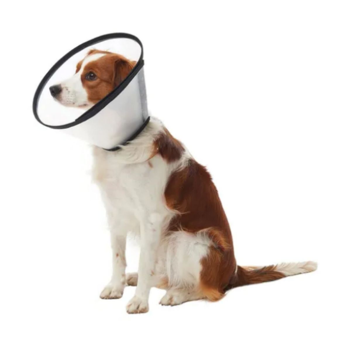 HALLY PET - Collar Isabelino Plastico Talla L