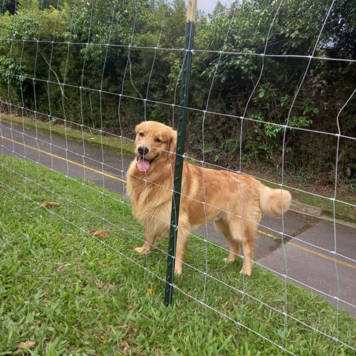 AGROFACIL HAY OTRA MANERA - Malla Graduada 147cm x 50m Agrofácil