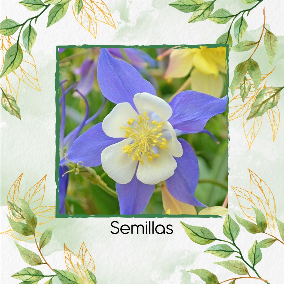 GENERICO - 600 Semillas Orgánicas De Flor Aquilegia Gigante Celeste