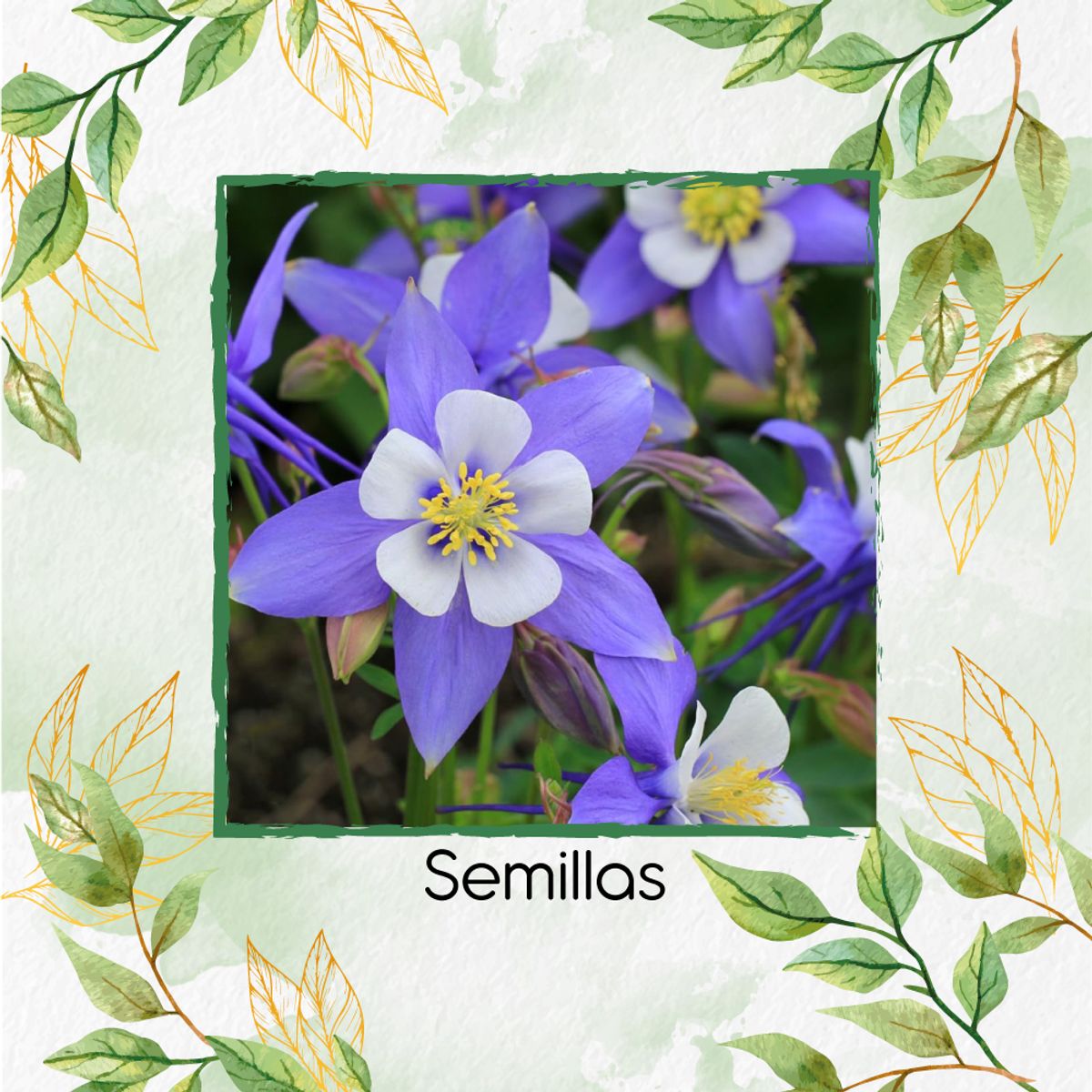 GENERICO - 600 Semillas Orgánicas De Flor Aquilegia Gigante Celeste