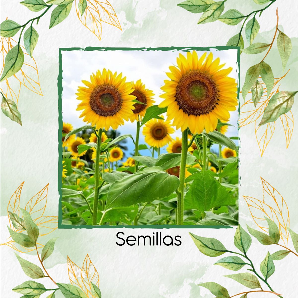 GENERICO - 40 Semillas Orgánicas De Flor Girasol Mamut Amarillo