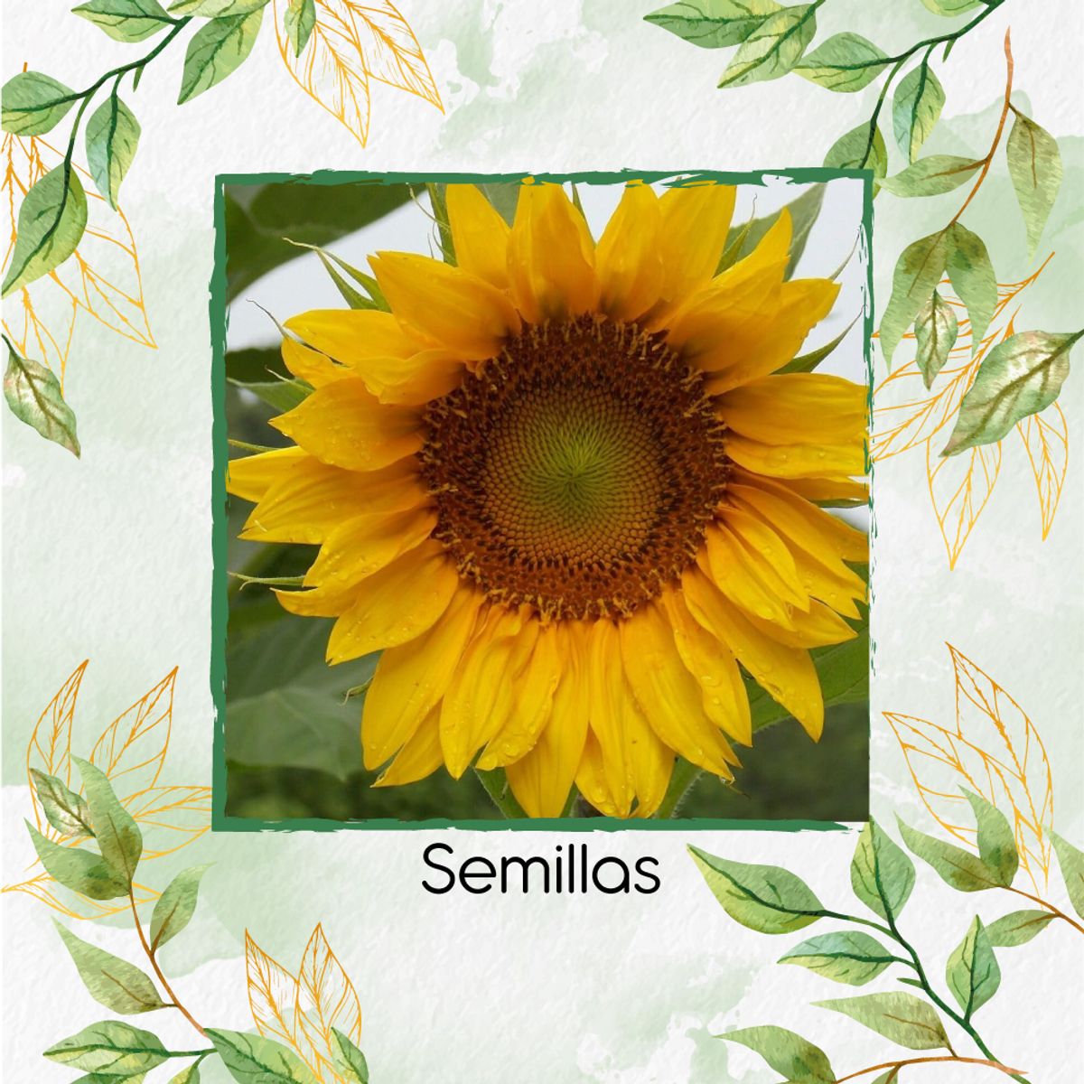 GENERICO - 40 Semillas Orgánicas De Flor Girasol Mamut Amarillo