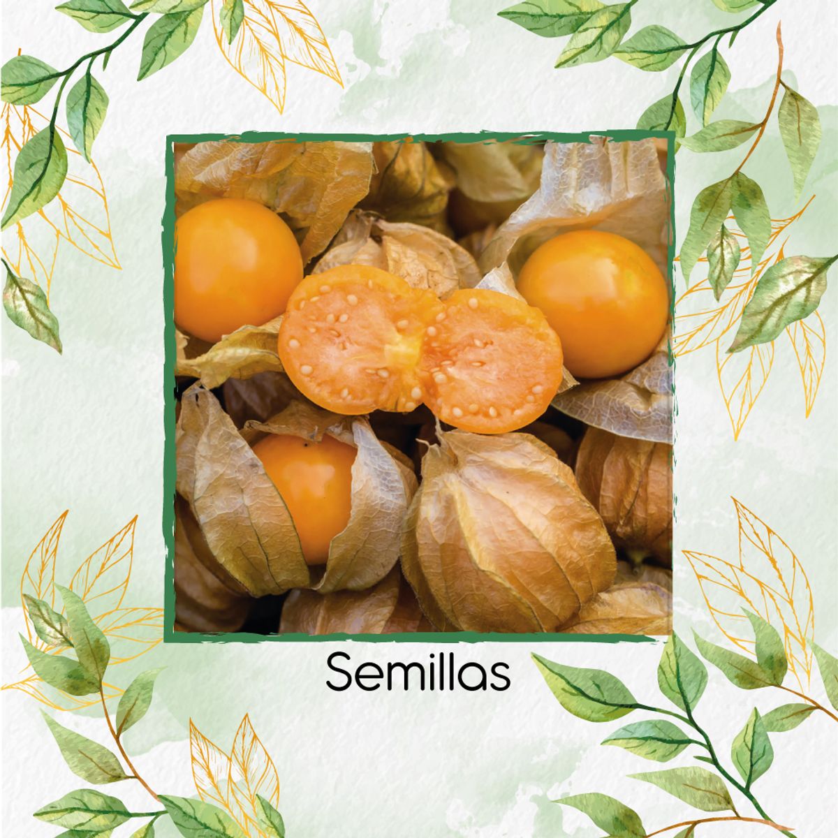 GENERICO - 160 Semillas Orgánicas De Tomatillo Mexicano Naranja