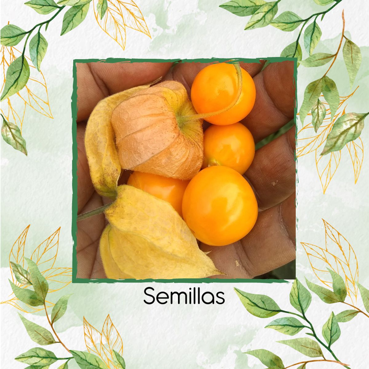 GENERICO - 160 Semillas Orgánicas De Tomatillo Mexicano Naranja